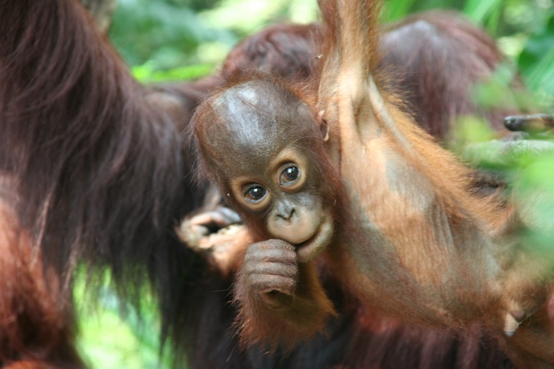 Singapur Zoo